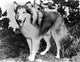 Lassie classic portrait photo print, available in multiple sizes.