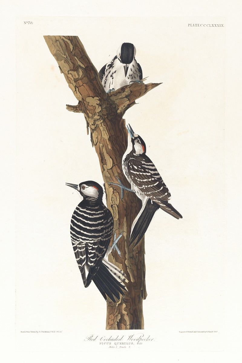 Red-Cockaded Woodpecker Art Print by John James Audubon