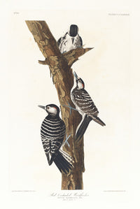 Red-Cockaded Woodpecker Art Print by John James Audubon