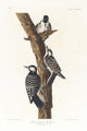 Red-Cockaded Woodpecker Art Print by John James Audubon
