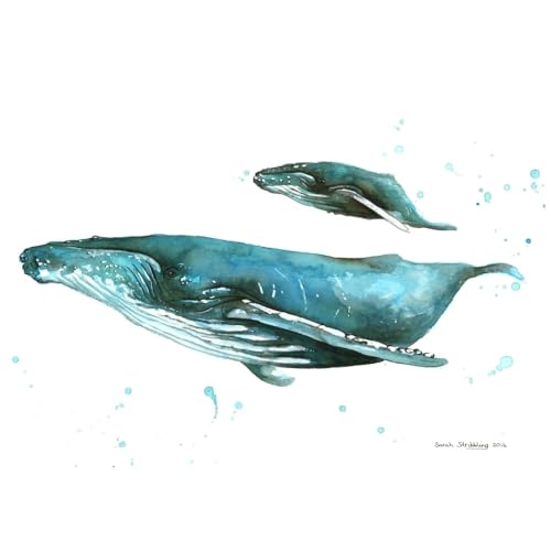 Humpback Whales Poster Print by Sarah Stribbling, showcasing the beauty of marine life.
