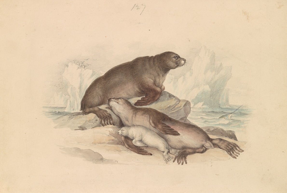 Steller Sea Lion Vintage Poster Print by James Stewart