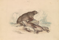 Steller Sea Lion Vintage Poster Print by James Stewart