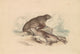 Steller Sea Lion Vintage Poster Print by James Stewart