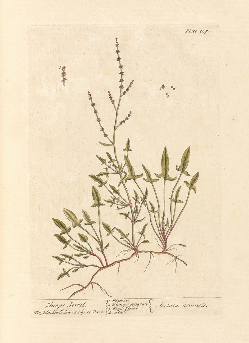 Sheeps Sorrel botanical print by Elizabeth Blackwell, 18x24