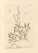 Sheeps Sorrel botanical print by Elizabeth Blackwell, 18x24