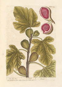 The Fig Tree art print by Elizabeth Blackwell, showcasing a detailed illustration of a fig tree.