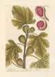 The Fig Tree art print by Elizabeth Blackwell, showcasing a detailed illustration of a fig tree.