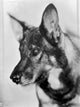 Rin Tin Tin classic photo print capturing the iconic canine star.