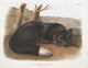 Vulpes Fulvus American Black or Silver Fox poster print by John Woodhouse Audubon.