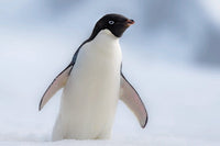 Adelie Penguin with wings out photo print from Antarctic Peninsula.