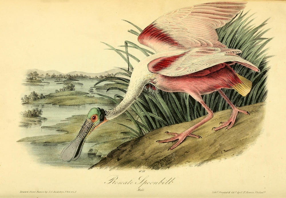 Roseate Spoonbill Poster Print - Birds of America 1844 by J.J. Audubon