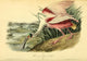 Roseate Spoonbill Poster Print - Birds of America 1844 by J.J. Audubon
