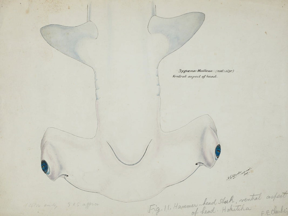 Hammerhead Shark ventral aspect poster print by Frank Edward Clarke.