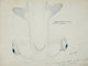 Hammerhead Shark ventral aspect poster print by Frank Edward Clarke.