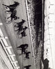 Harness Horse Racing Photo Print showcasing racing horses in action.