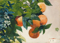 Oranges on a Branch fine art poster print by Winslow Homer