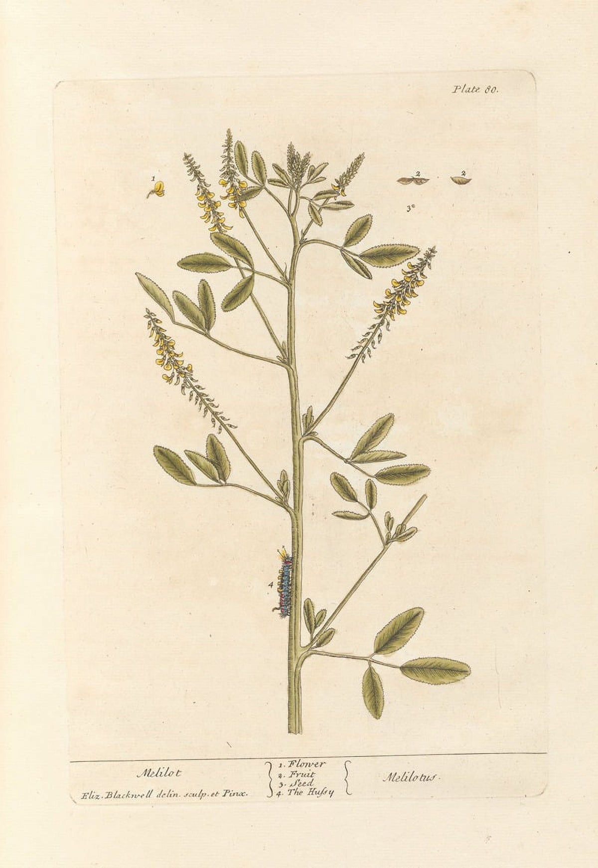 Melilot botanical poster print by Elizabeth Blackwell, showcasing vintage floral art.