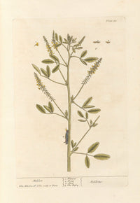 Melilot botanical poster print by Elizabeth Blackwell, showcasing vintage floral art.