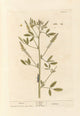 Melilot botanical poster print by Elizabeth Blackwell, showcasing vintage floral art.