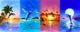 Dolphin Collection Poster Print by Robin Koni featuring vibrant ocean art