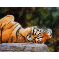 Amur Tiger Back Poster Print by David Stribbling, showcasing vibrant colors and intricate details.