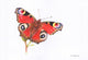 Peacock Butterfly Poster Print by Sarah Stribbling, vibrant nature art