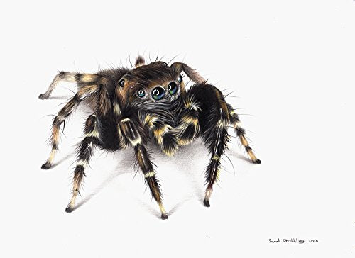 Jumping Spider Poster Print by Sarah Stribbling showcasing intricate details and vibrant colors.