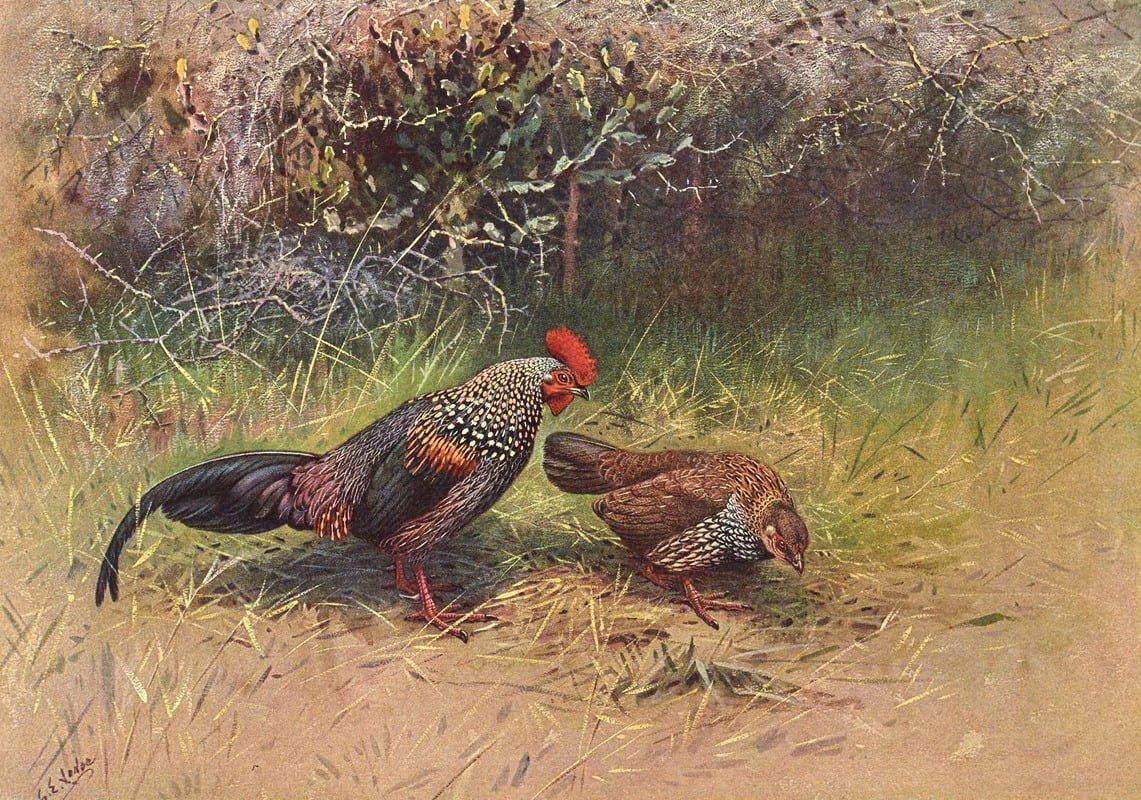 Grey Junglefowl Art Print by George Edward Lodge