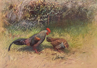 Grey Junglefowl Art Print by George Edward Lodge