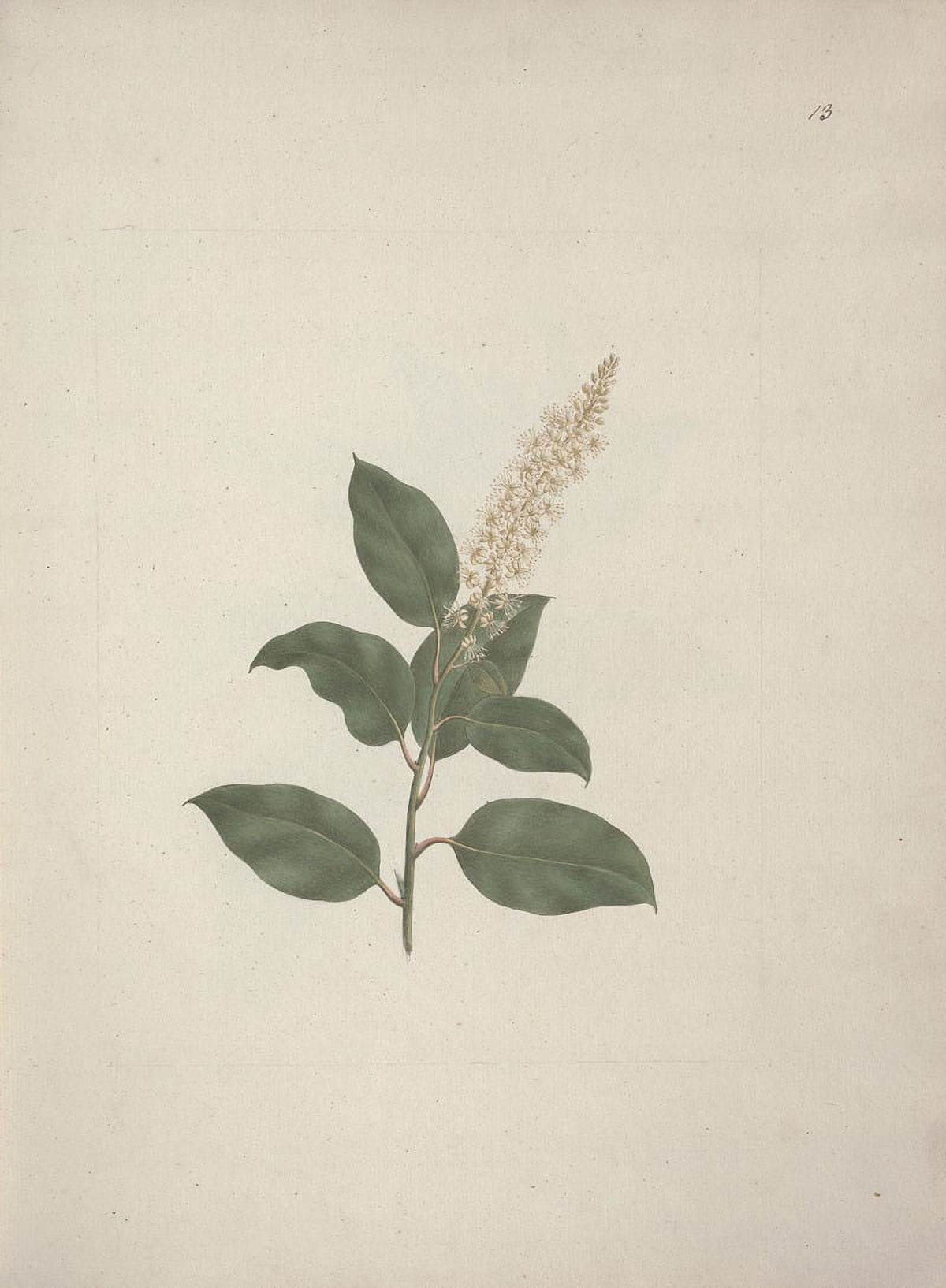 Pokeberry art print by Luigi Balugani showcasing Phytolacca Dodecandra.
