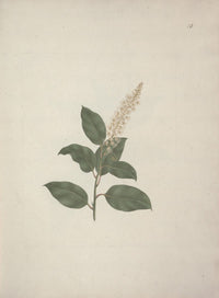Pokeberry art print by Luigi Balugani showcasing Phytolacca Dodecandra.