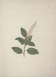 Pokeberry art print by Luigi Balugani showcasing Phytolacca Dodecandra.