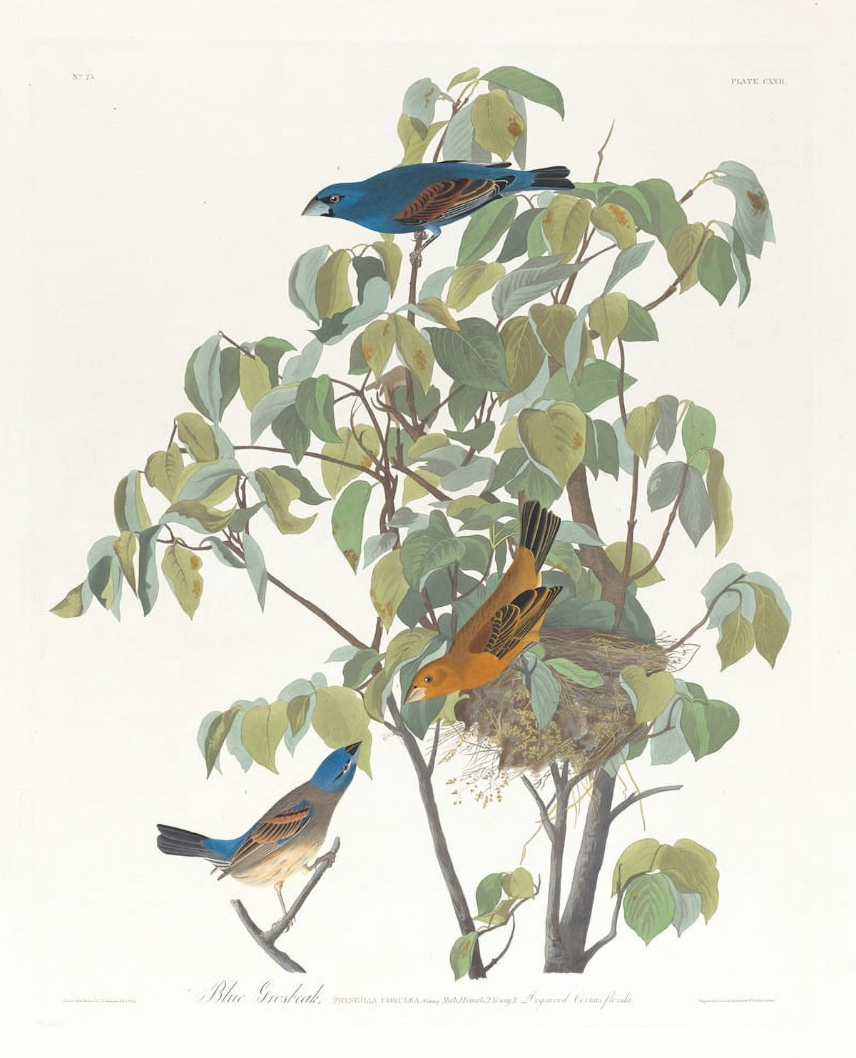 Blue Grosbeak Poster Print by John James Audubon showcasing vibrant colors and intricate details.