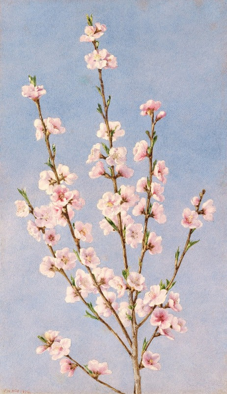 Peach Blossoms art print by John William Hill showcasing vibrant spring flowers.