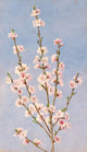 Peach Blossoms art print by John William Hill showcasing vibrant spring flowers.