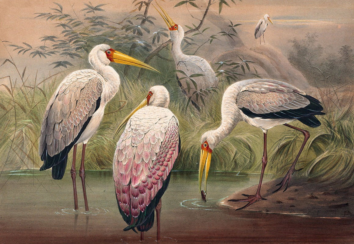 African Wood Ibis art print by Joseph Wolf featuring vibrant colors and intricate details.