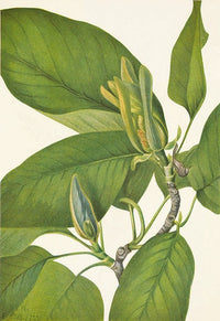Cucumbertree Magnolia Acuminata Poster Print by Mary Vaux Walcott