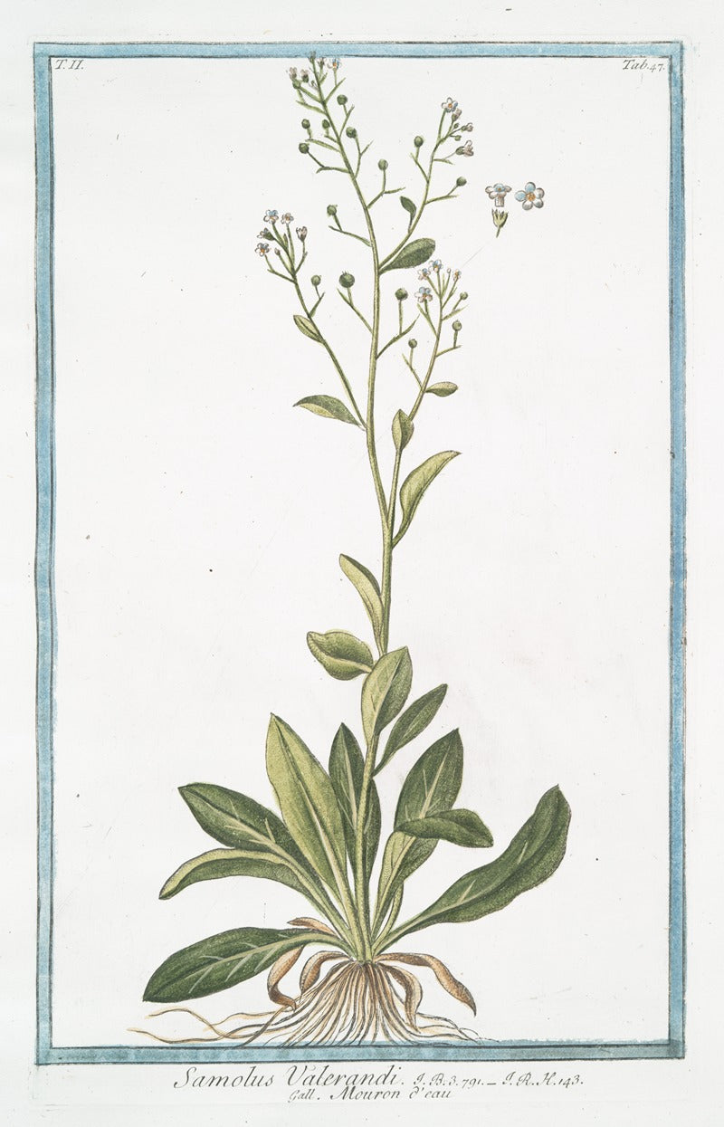 Samolus Valerandi (Brookweed) art print by Giorgio Bonelli.