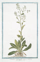 Samolus Valerandi (Brookweed) art print by Giorgio Bonelli.