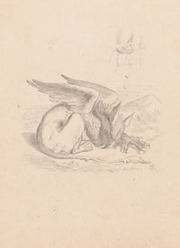 Gryphon Asleep art print by Sir John Tenniel, 1866 illustration.