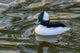 Bufflehead duck in Reifel Bird Sanctuary photo print showcasing vibrant colors.