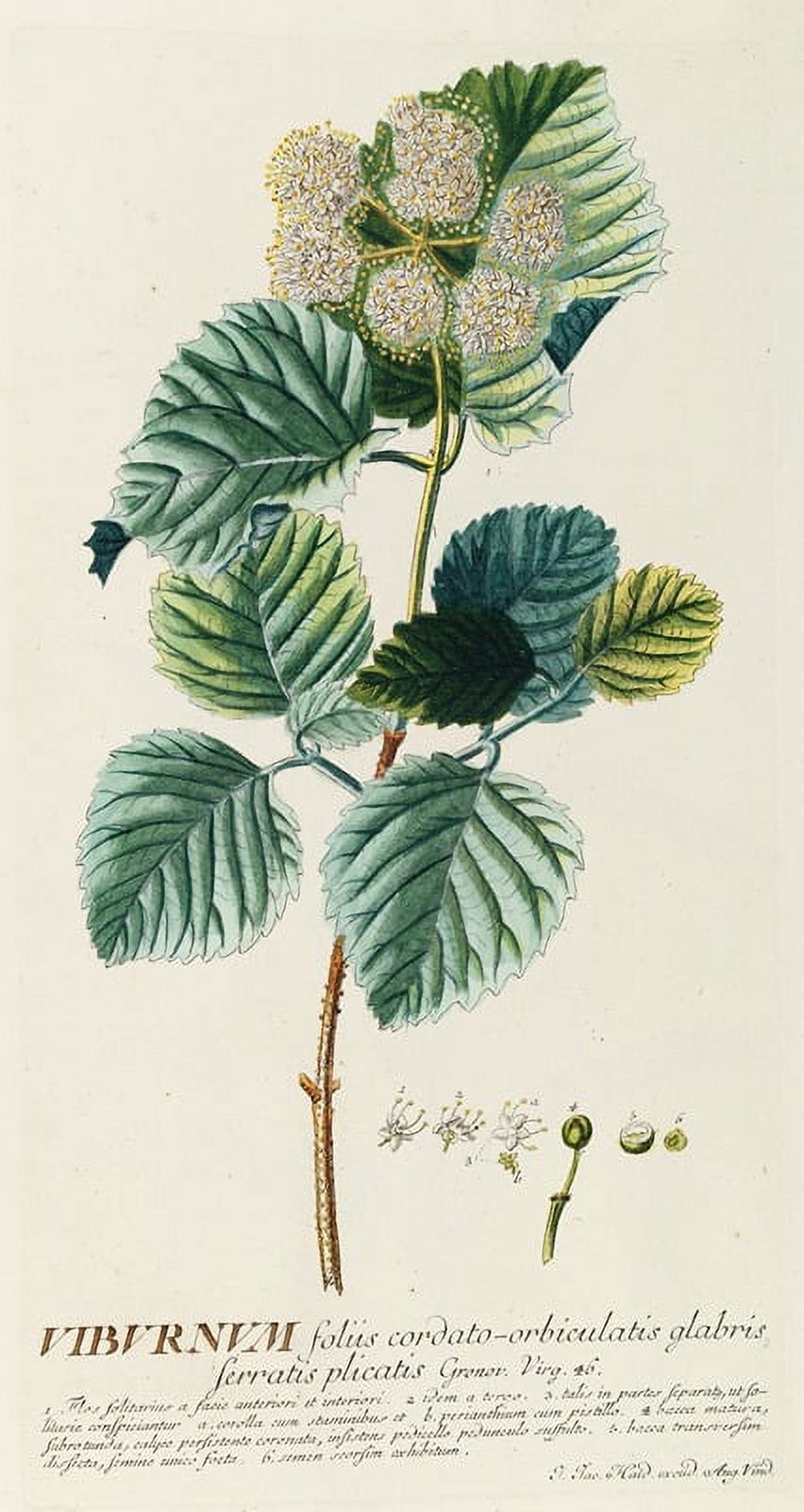 Viburnum botanical art print by Georg Dionysius Ehret, showcasing delicate flowers.