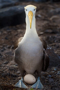 Waved Albatross Over Egg Photo Print from Galapagos Islands