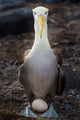 Waved Albatross Over Egg Photo Print from Galapagos Islands