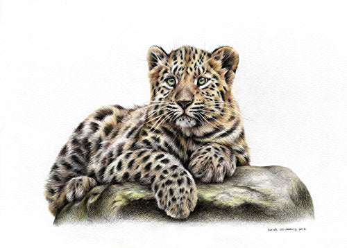 Leopard Cub Poster Print by Sarah Stribbling featuring a young leopard.