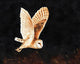 Barn Owl Flying Poster Print by Sarah Stribbling
