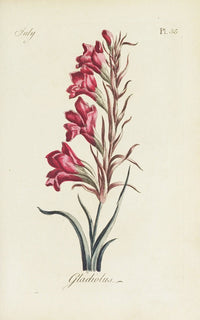 Gladiolus floral poster print by Carington Bowles, vibrant and elegant.
