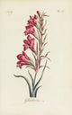 Gladiolus floral poster print by Carington Bowles, vibrant and elegant.