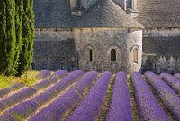 Lavender Field and Senanque Abbey photo print showcasing vibrant purple lavender in Provence.